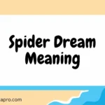 Spider Dream Meaning